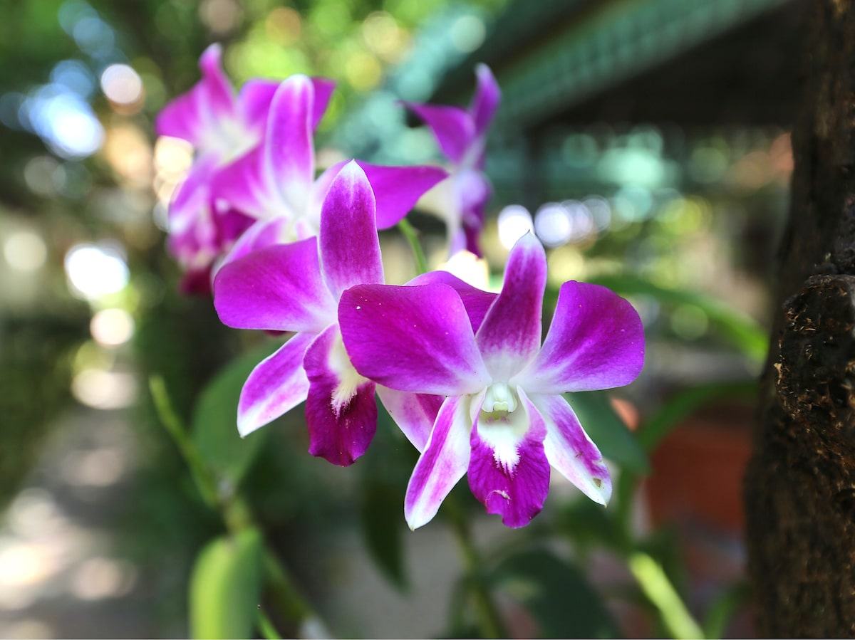 Purple orchids in the garden